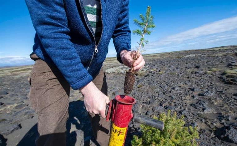 Iceland Restores Forests