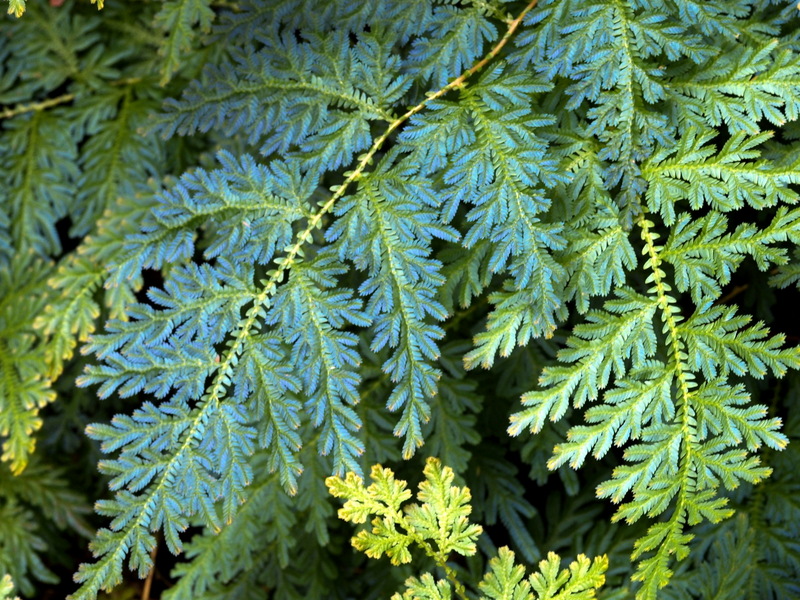 Electric Ferns, Plant Of The Month