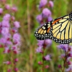 Monarch Butterflies & Citizen Science