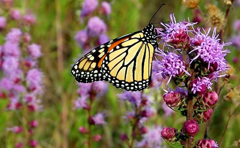 Monarch Butterflies & Citizen Science