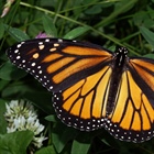 Monarch Butterflies & the Citizen Scientist