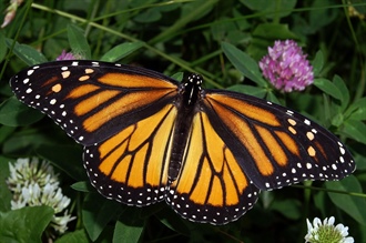 Monarch Butterflies & the Citizen Scientist