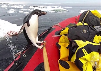 Antarctic Penguin Visits Researchers