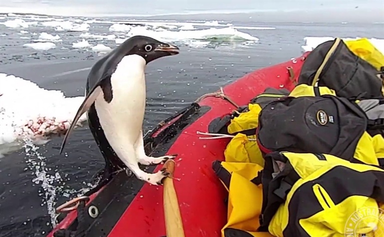 Antarctic Penguin Visits Researchers
