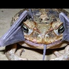 Cane Toad Horrors