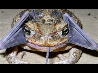 Cane Toad Horrors