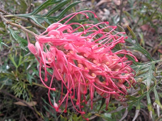 Grevillea, Plant of the Month