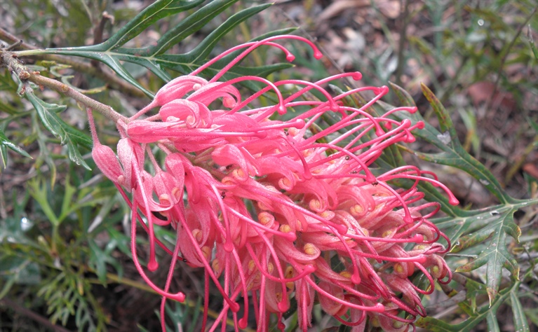 Plant of the Month, Grevilleas