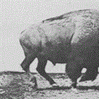 Restoring North American Bison