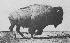 Bison Restoration