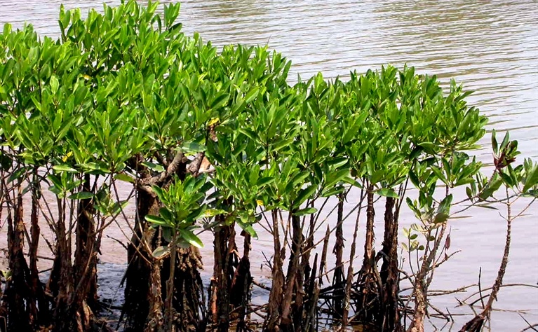 Ecology 101, Mangroves