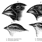 Saving Darwin's Finches