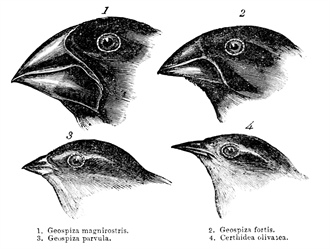 Saving Darwin's Finches