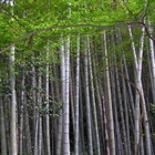 New Bamboo