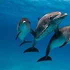 Dolphins in Virtual Reality
