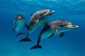 Dolphins in Virtual Reality
