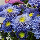 Blue Genes for Chrysanthemums