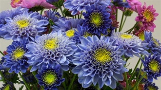 Blue Genes for Chrysanthemums