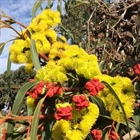Plant Of The Month, Red-capped mallee