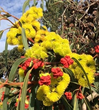 Plant Of The Month, Red-capped mallee