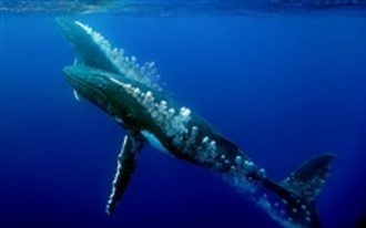 Playful Whale
