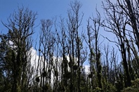 Deadly Fungus Hits Trees in Hawai'i