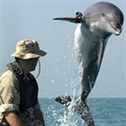 Rescue Dolphins