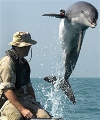 Rescue Dolphins