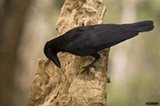 Tool-making Crows