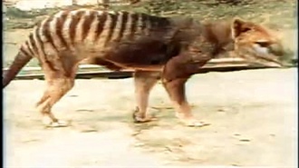 Tasmanian Tiger Restored on Film
