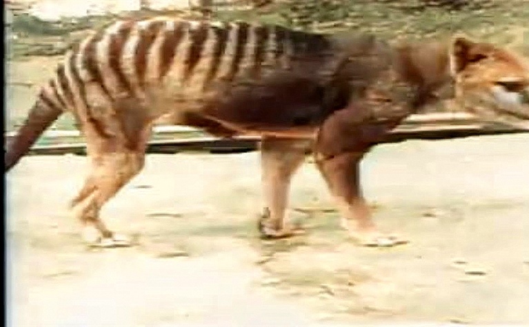 Tasmanian Tiger Restored