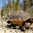 Help a Species, Adopt a Tortoise