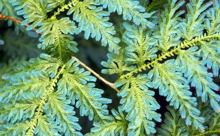 Electric Ferns, Plant Of The Month