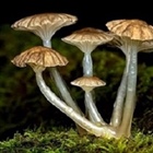 Mushrooms Are The Future