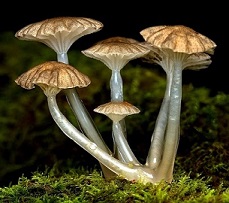 Mushrooms Are The Future