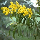 Wattle Day