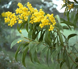 Wattle Day