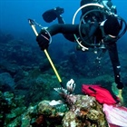 Lionfish Rodeos and Overfishing Urchins