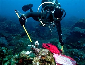 Lionfish Rodeos and Overfishing Urchins